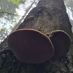 Morowo チュフフ
