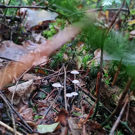 別荘 Morowo チュフフ