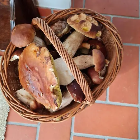 Morowo * Czchow