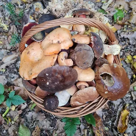 Morowo Czchow
