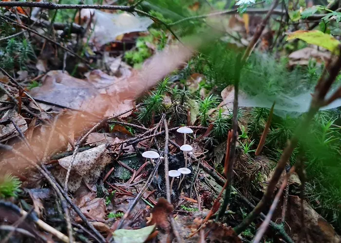 Casa vacanze Morowo Czchow