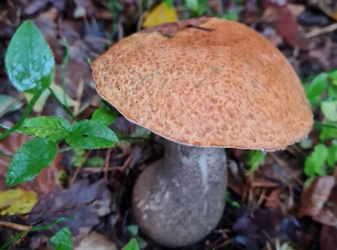 Morowo Casa vacanze *